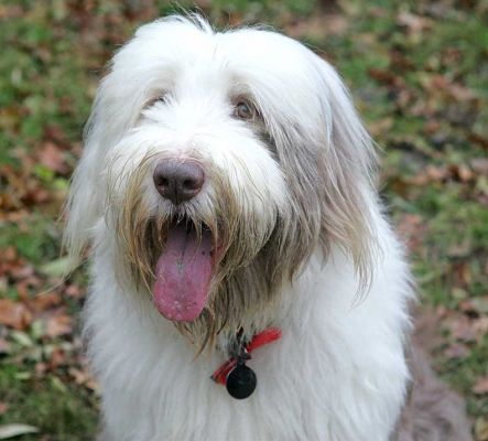 Kai the Bearded Collie
Anahtar kelimeler: Kai bearded collie Lucies Farm dog hotel dog kennel dog resort