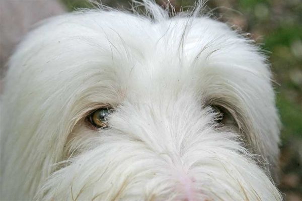 Kai's Eyes
Kai has wonderful, friendly eyes.  Unfortunately, a dreary mid-December and sunless day is not the best time to take a good photo of Kai's eyes.  
Avainsanat: Kai eyes bearded collie dog hotel Lucies Farm December sunless