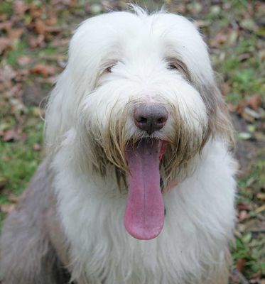 Kai
Słowa kluczowe: Kai bearded collie dog hotel Lucies Farm dog boarding dog kennel
