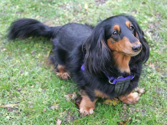 Whistler
Keywords: Whistler long haired Daschund dog Lucies Farm dog hotel dog kennel dog boarding