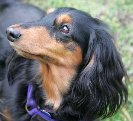 Whistler
Whistler is also staring at the piece of dog cookie Marjorie is holding just to the left.
Anahtar kelimeler: Whistler long haired daschund dog hotel dog kennel dog boarding Lucies Farm