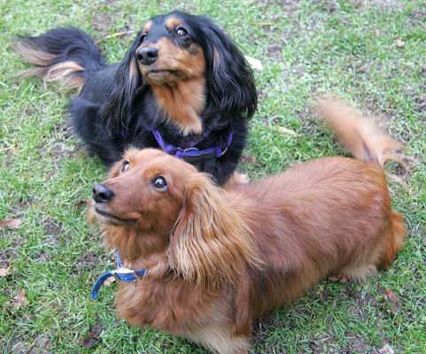 Whistler and Molly
Ключові слова: Long haired Daschund Whistler Molly Whistler dog boarding dog kennel Lucies Farm