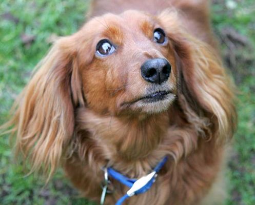Molly
Keywords: Molly long hair Daschund dog Lucies Farm dog kennel dog boarding dog resort