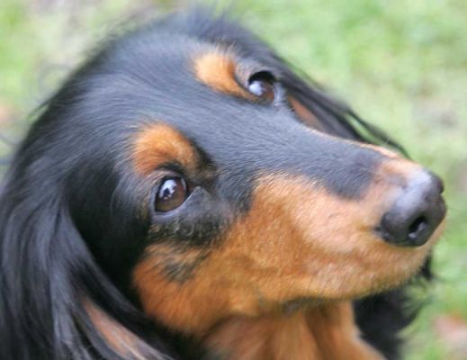 Whistler
Anahtar kelimeler: Whistler dog hotel dog kennel long haired Daschund Lucies Farm
