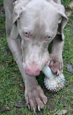 Moon
Moon is a [url=http://www.weimclubamerica.org/]Weimaraner[/url].  They were bred in the early 19th century in Germany to hunt a variety of big game.  They have "exceptional tracking ability, speed, courage and durability" and a distinctive gray coat.
Avainsanat: Moon Weimaraner dog kennel dog boarding Lucies Farm