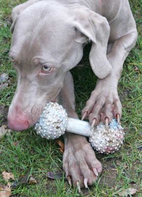 Moon the Weimaraner
Look at the claws on her paws...
Λέξεις-κλειδιά: Moon Weimaraner dog hotel claws paws Lucies Farm dog hotel dog boarding
