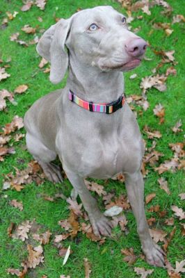 Moon
Palabras clave: Weimaraner Moon dog hotel dog kennel Lucies Farm dog boarding