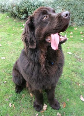 Toby the Newfoundland
Marjorie is, of course, holding a cookie just to the right of this photograph.
Keywords: Toby Newfoundland dog Marjorie dog hotel large dog kennel Lucies Farm