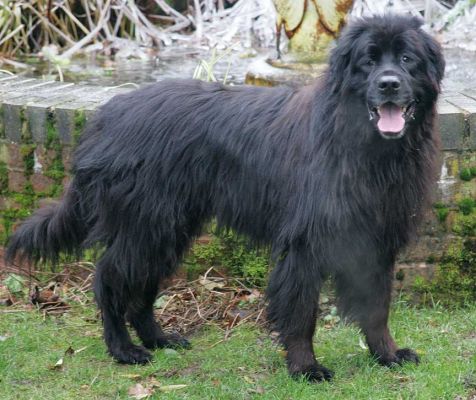 Jemma the Newfoundland
Ключові слова: Jemma Newfoundland dog Lucies Farm dog hotel dog kennel dog boarding