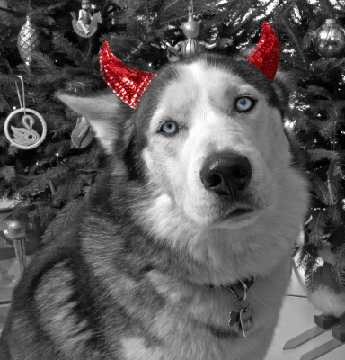 Lupus and The Devil Ears
Christmas 2006
الكلمات الإستدلالية(لتسهيل البحث): Lupus devil ears Christmas huskie