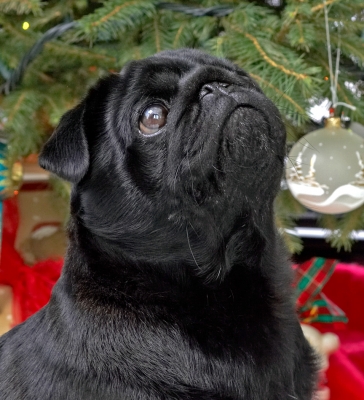 Zooey
Beneath the Christmas tree, 2006
Keywords: Zooey Christmas tree black pug