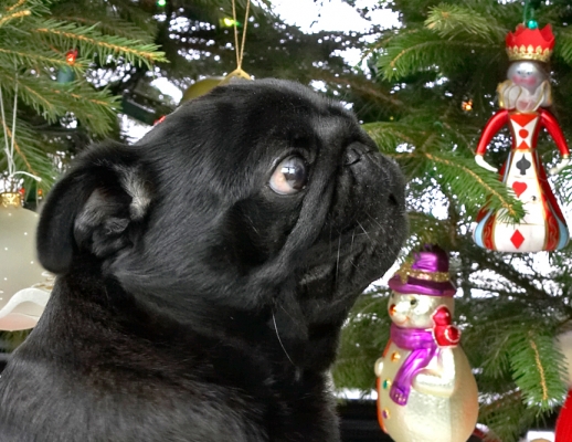 Zooey
Beneath the Christmas tree, 2006
Keywords: Zooey Christmas tree pug black