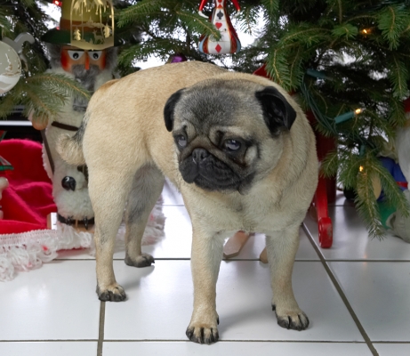 Franny
Beneath the Christmas tree, 2006
Keywords: Franny pug Christmas tree