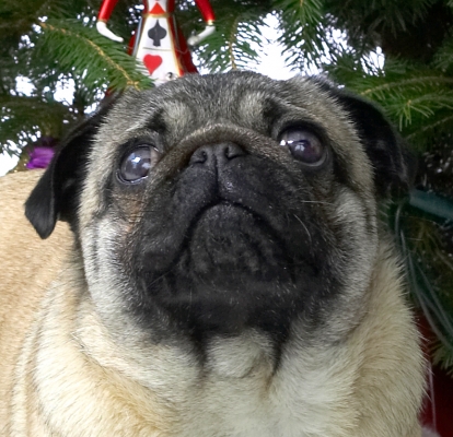 Franny's Christmas Portrait
Christmas 2006
Słowa kluczowe: Franny pug Christmas tree portrait