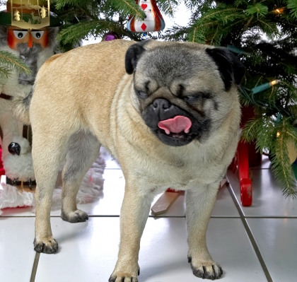 Franny
Christmas 2006 at Lucies Farm
Anahtar kelimeler: Franny Christmas tree tongue pug