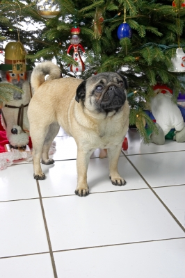 Franny at Christmas
Beneath the Christmas tree, 2006
Keywords: Franny Christmas tree 2006 pug