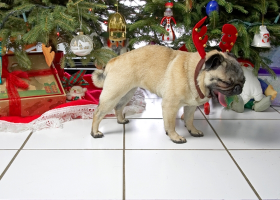 Franny With the Reindeer Antlers
Christmas 2006
Ключови думи: Franny reindeer antlers Christmas pug