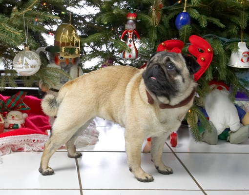 Franny With the Reindeer Antlers
Beneath the Christmas tree, 2006
Palabras clave: Franny reindeer antlers Christmas tree pug