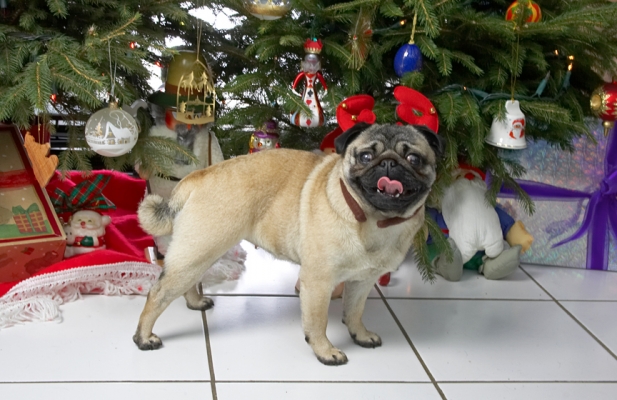 Franny
Christmas 2006, beneath the tree at Lucies Farm
Mots-clés: Franny reindeer antlers Christmas tree pug