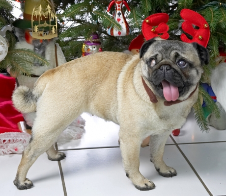 Franny
Christmas 2006
Schlüsselwörter: Franny reindeer antlers Christmas tree pug tongue