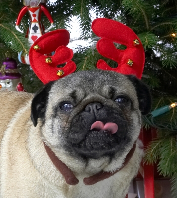 Franny and the Reindeer Antlers
Christmas 2006 at Lucies Farm
Trefwoorden: Franny reindeer antlers pug Christmas tongue