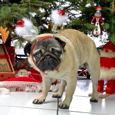 Franny and the Snowmen
Christmas 2006
الكلمات الإستدلالية(لتسهيل البحث): Franny Christmas pug snowmen Christmas tree