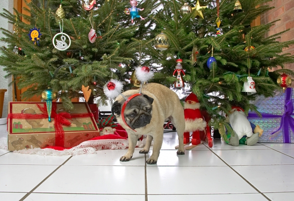 Franny Beneath the Christmas Tree
Lucies Farm, 2006
Anahtar kelimeler: Franny Christmas tree pug snowmen
