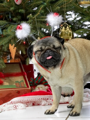 Franny With the Snowmen
Christmas 2006
Ключевые слова: Franny Christmas tree pug snowmen