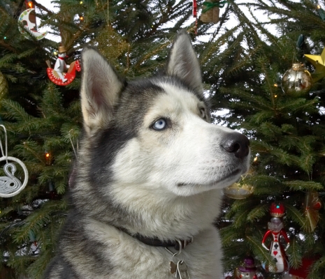 Lupus at Christmas
2006
Keywords: Lupus Christmas tree husky dog