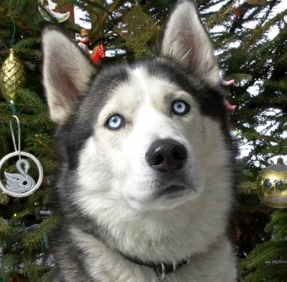 Lupus at Christmas
2006
Palabras clave: Lupus Christmas tree Husky dog