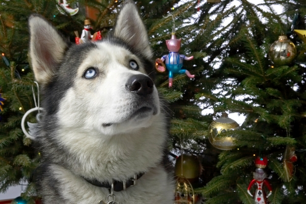 Lupus Beneath the Christmas Tree
2006
Klíčová slova: Lupus Christmas Tree Husky