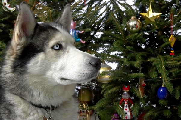 Lupus at Christmas
2006
Anahtar kelimeler: Lupus Husky Christmas Tree