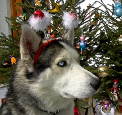 Lupus Wearing the Snowmen Bells
Christmas 2006
Anahtar kelimeler: Lupus Husky Christmas tree snowmen bells