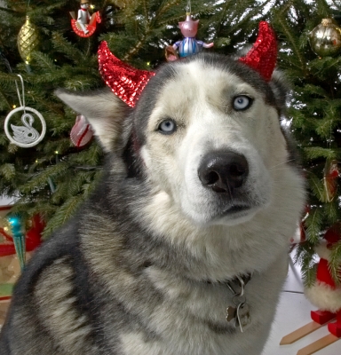 Lupus and the Devil Dog Ears
I'm not really sure why red devil ears are part of a Christmas theme?
Keywords: Lupus Christmas tree red devil ears Husky