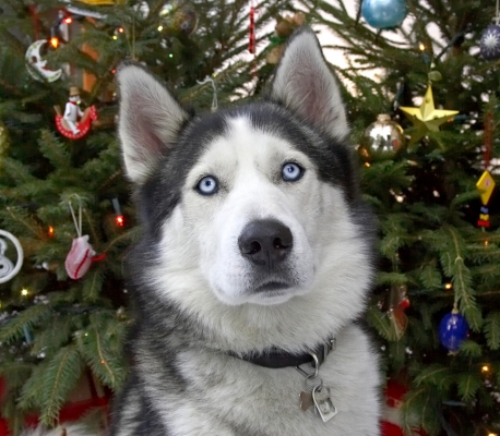 Lupus at Christmas
2006
Palabras clave: Lupus Christmas tree Husky