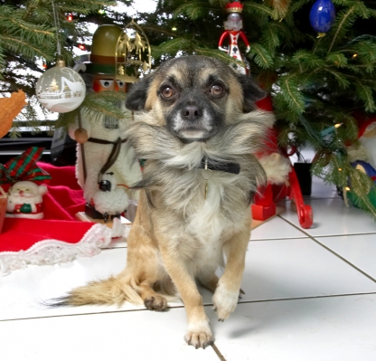 Peepee Beneath the Christmas Tree
2006
Trefwoorden: Peepee Christmas tree chihuahua