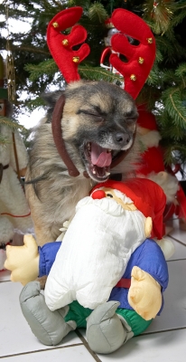 Peepee, Reindeer Antlers, and Santa
Christmas at Lucies Farm 2006
Keywords: Peepee chihuahua Christmas Santa red reindeer antlers