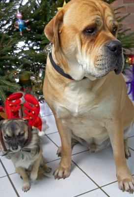 Brutus and Peepee at Christmas
2006
Palabras clave: Brutus Peepee chihuahua bull mastiff Christmas tree reindeer antlers