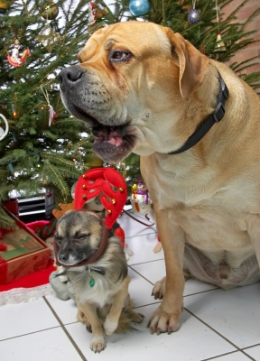 Peepee and Brutus at Christmas
Beneath the Christmas tree at Lucies Farm, 2006
Schlüsselwörter: Brutus Peepee bull mastiff chihuahua red reindeer antlers