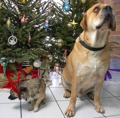 Brutus and Peepee
Christmas 2006
Anahtar kelimeler: Brutus Peepee bull mastiff chihuahua Christmas tree