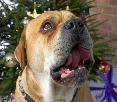 Brutus
Christmas 2006
Anahtar kelimeler: Brutus Christmas bull mastiff yawn tongue