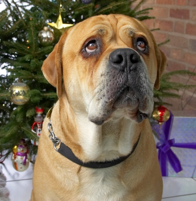 Brutus
I wonder if someone is holding a cookie over the photographer's head?
Λέξεις-κλειδιά: Brutus Christmas bull mastiff