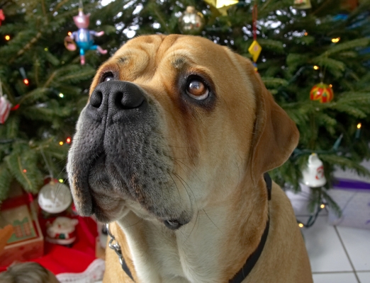 Brutus at Christmas
2006
Keywords: Brutus bull mastiff Christmas tree