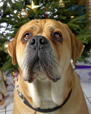 Brutus at Christmas
2006
الكلمات الإستدلالية(لتسهيل البحث): Brutus bull mastiff Christmas
