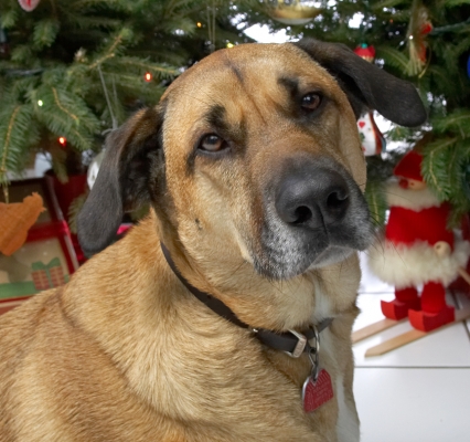 Savannah
Beneath the Christmas Tree at Lucies Farm, 2006
الكلمات الإستدلالية(لتسهيل البحث): Savannah Christmas tree