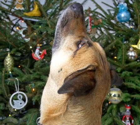 Savannah Looking Straight Up
Beneath the Christmas Tree at Lucies Farm, 2006.  I'm not sure what she found so interesting on the ceiling.
Ключові слова: Savannah looking up heavens Christmas tree