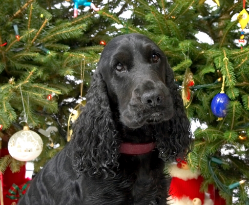 Woody Beneath the Christmas Tree
2006
الكلمات الإستدلالية(لتسهيل البحث): Woody Christmas tree cocker spaniel