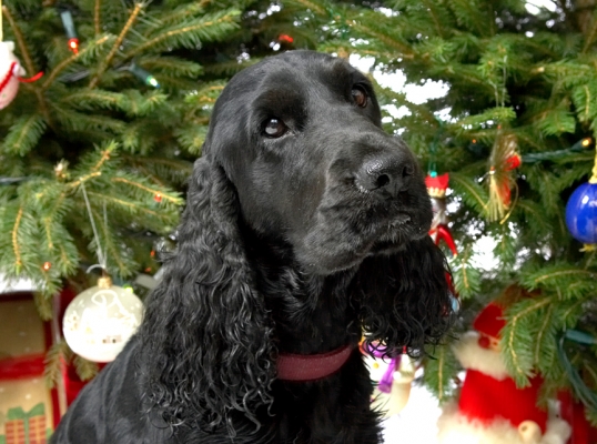 Woody
Beneath the Lucies Farm Christmas Tree, 2006
Palabras clave: Woody Christmas tree cocker spaniel
