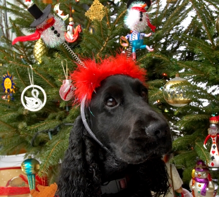Woody and the Snowmen
The red fuzzy fringe looks great.  Beneath the Christmas tree, 2006
Keywords: Woody cocker spaniel Christmas tree snowmen red fringe