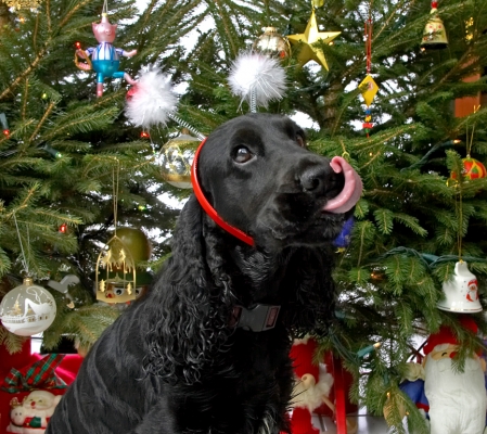 Woody and the Snowmen
Beneath the Lucies Farm Christmas tree, 2006
Keywords: Woody cocker spaniel snowmen Christmas tree